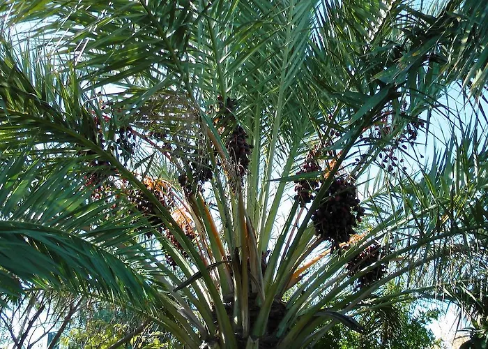 Daire Petasos 1 Gennadi